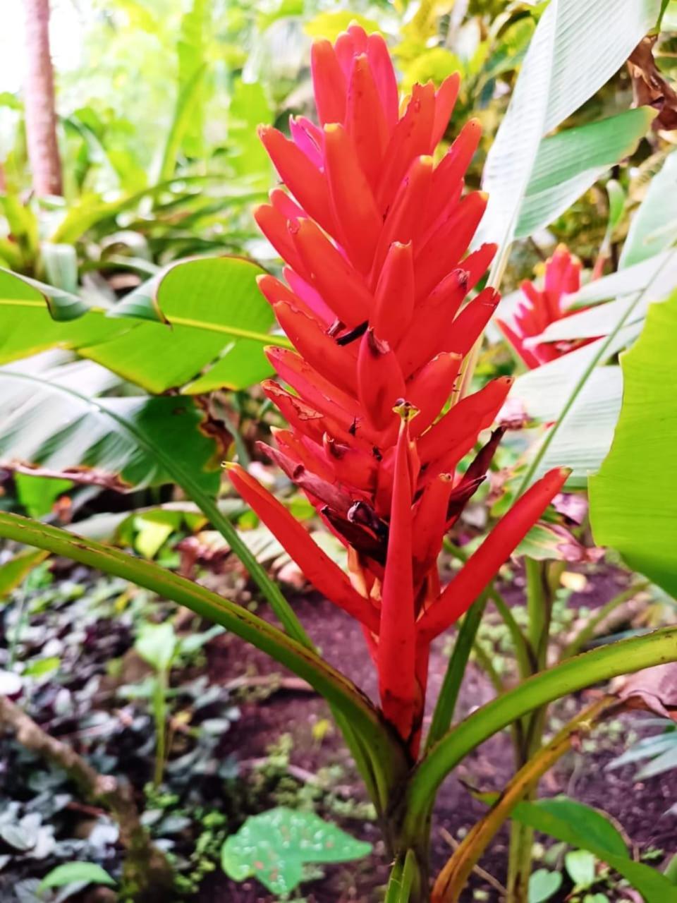Hotel La Diosa カウイータ エクステリア 写真